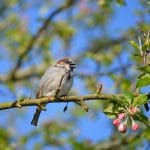 fauna wildlife earthdaycontest 8704414